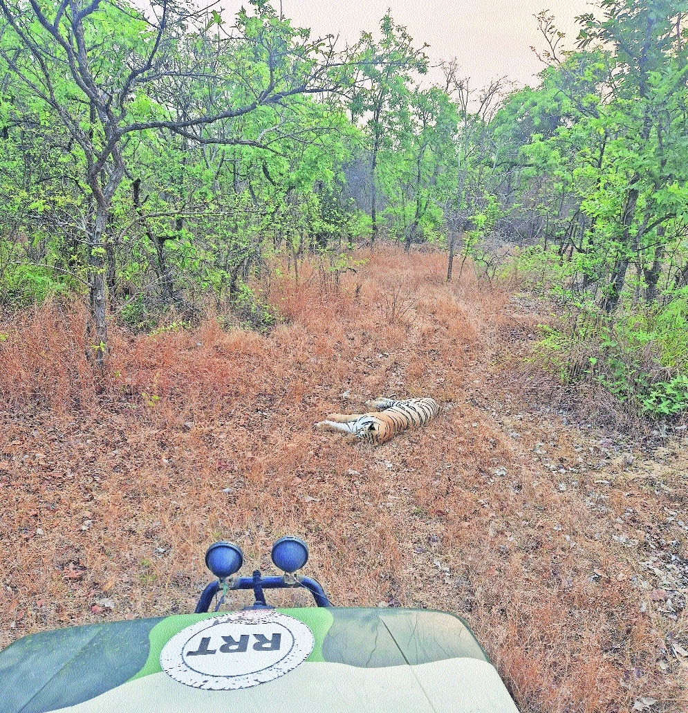 Chandrapur sees 5 human deaths in tiger attack in 72 hrs