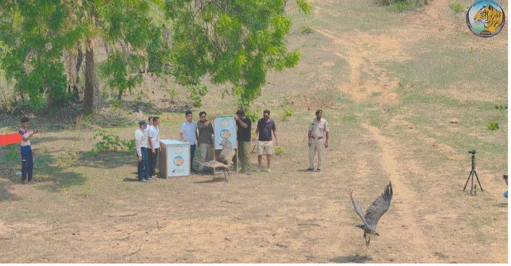 Tagging of vultures in progress