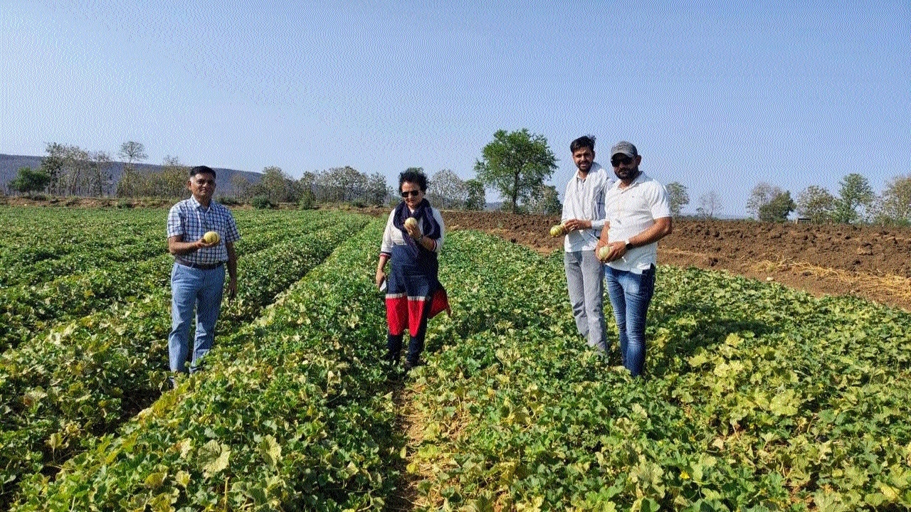 Agricultural officers inspecting muskmelon crop at a field