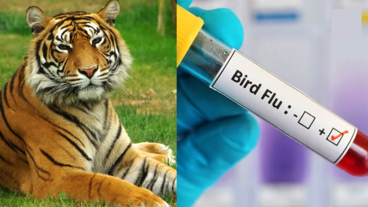 Bird flu scare Lion Safari closed