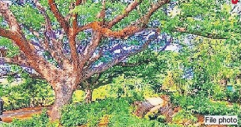 New tree committee in city by May end