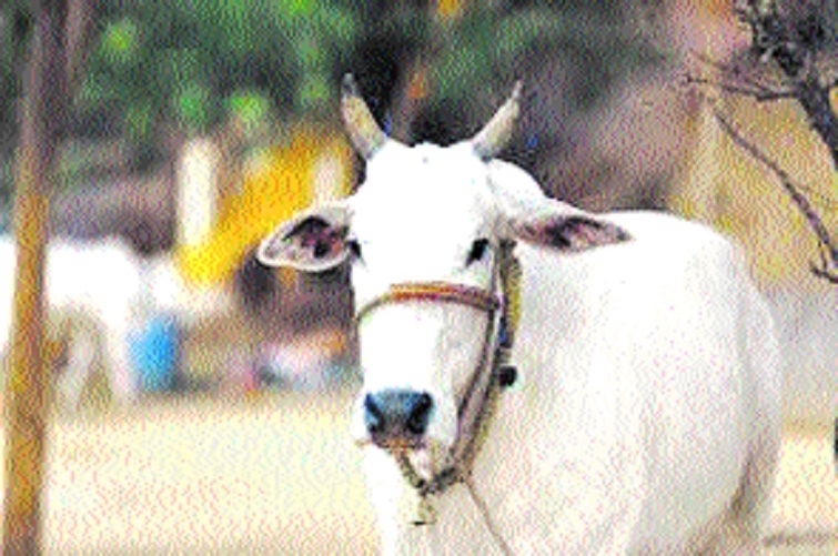 Five arrested for stealing cow from shed slaughtering in Nishatpura