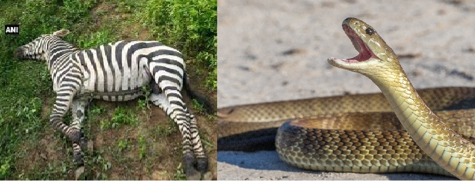 Male Zebra dies of snake bite at Nandanvan Safari