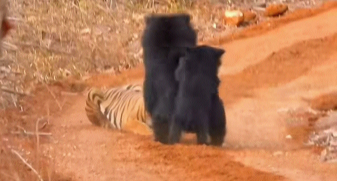 Viral video from Chhattisgarh forests capture