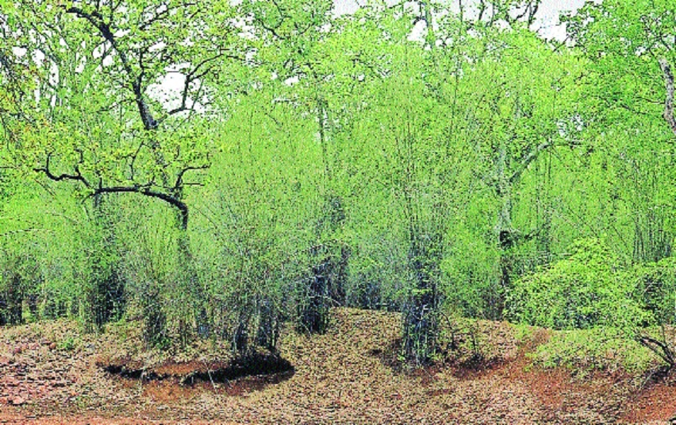 SC rules Zudpi jungle land as forest