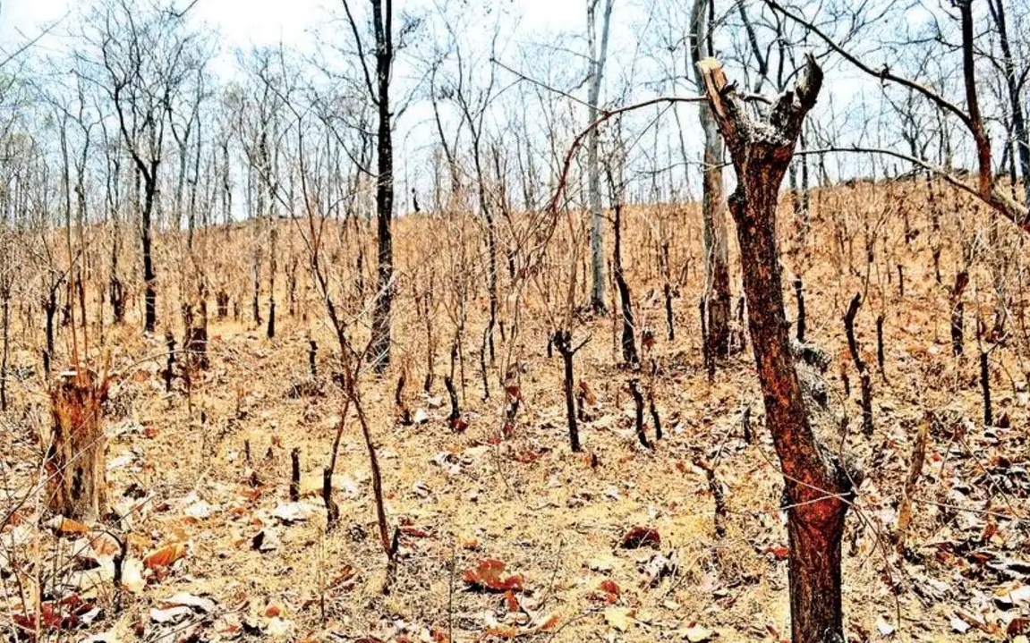 Zudpi jungle verdict 