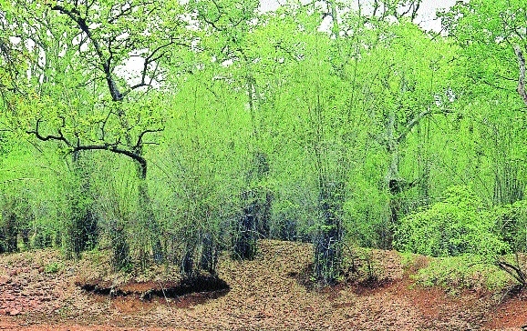 Zudpi Jungle Admin yet to start preparation for diversion proposal