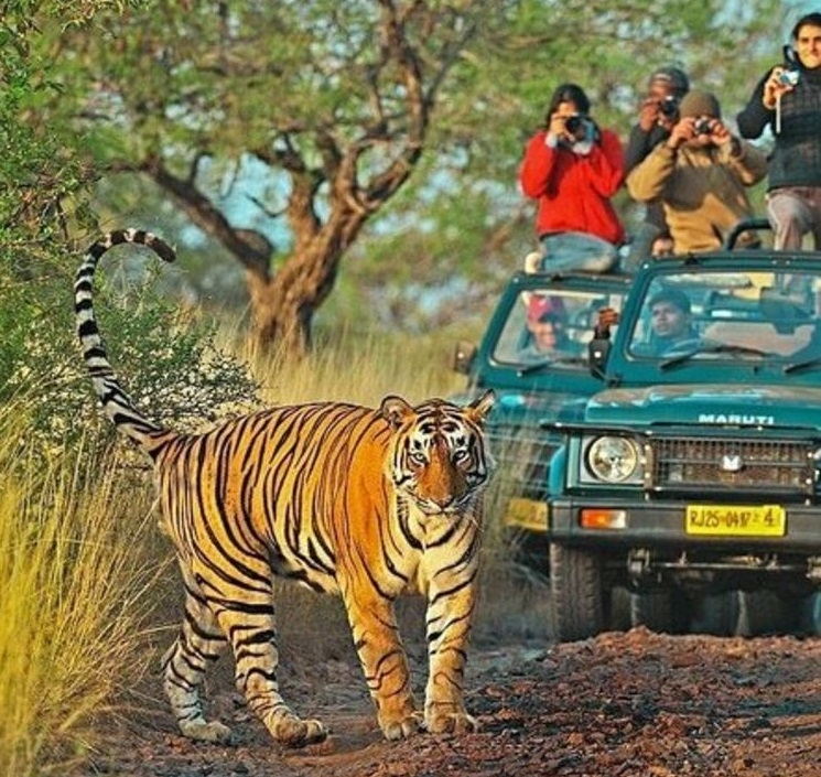 Safari sans mobiles Experts welcome bans