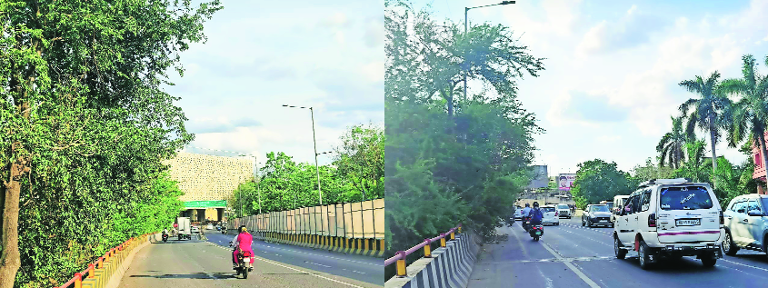The overgrown bushes near the Sadar fly-over migh