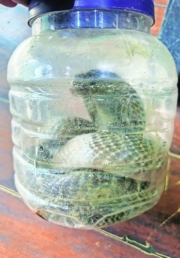 Risky rescue Sarpamitra sustains bite 