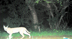 Rare caracal sighted