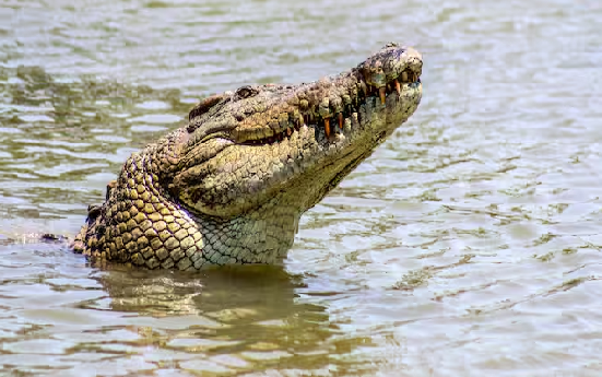 Crocodile kills woman