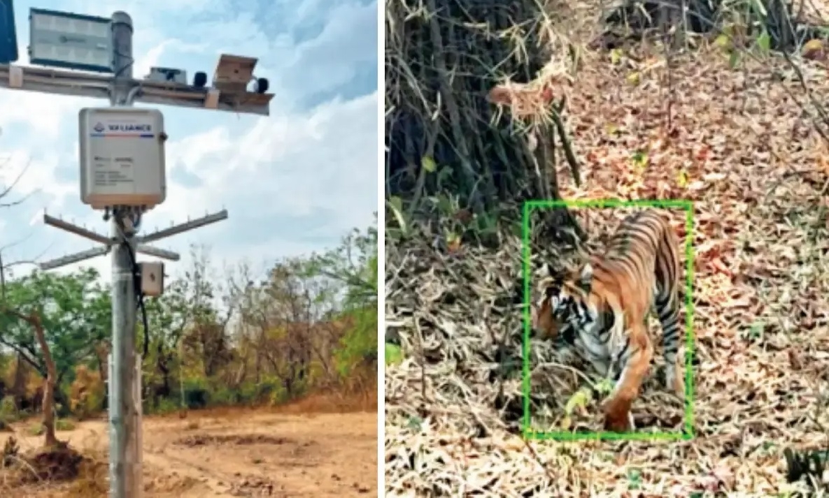 Forest Deptt to use MARVEL to establish more AI Walls in TATR