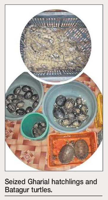 State tiger strike force seizes 30 ghariyal 