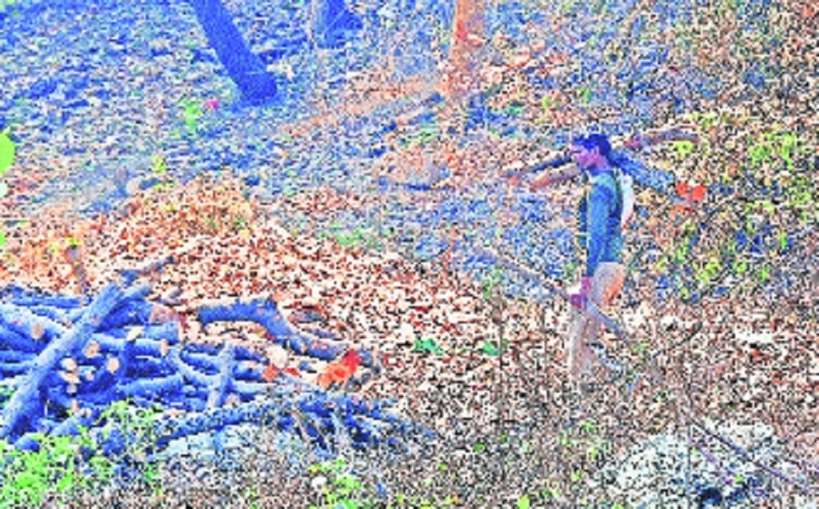 Green signal to chop down green 