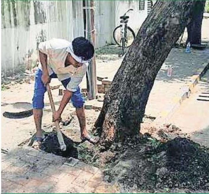 Dechoking of trees Divisional Commr 