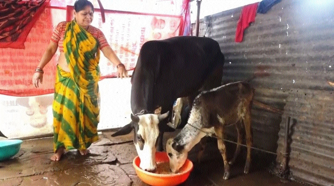 Rajeshwari Patel rearing her cattle