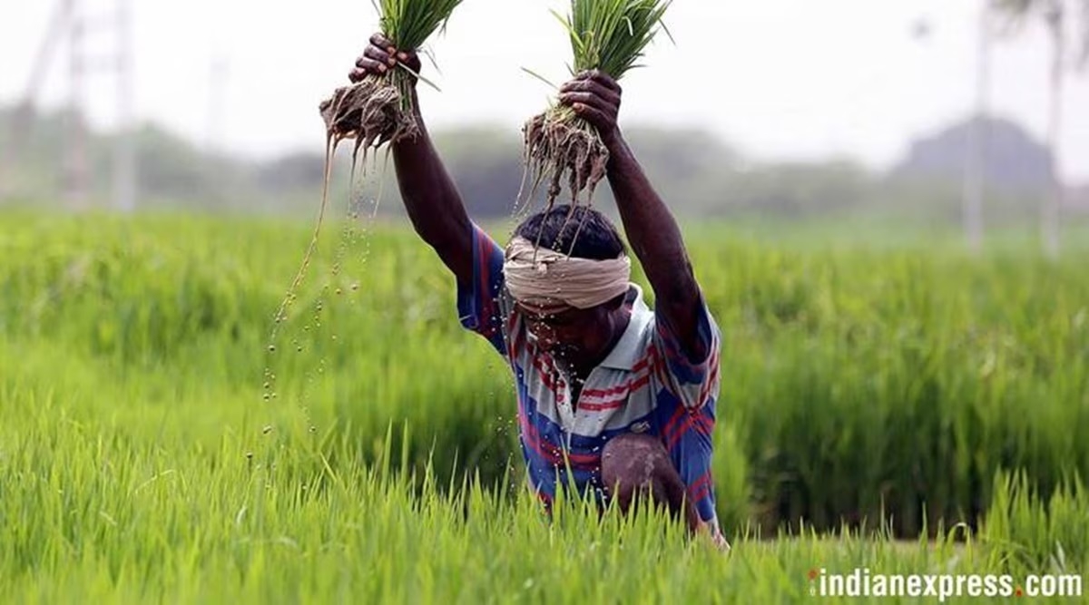 Historic boost in rice procurement
