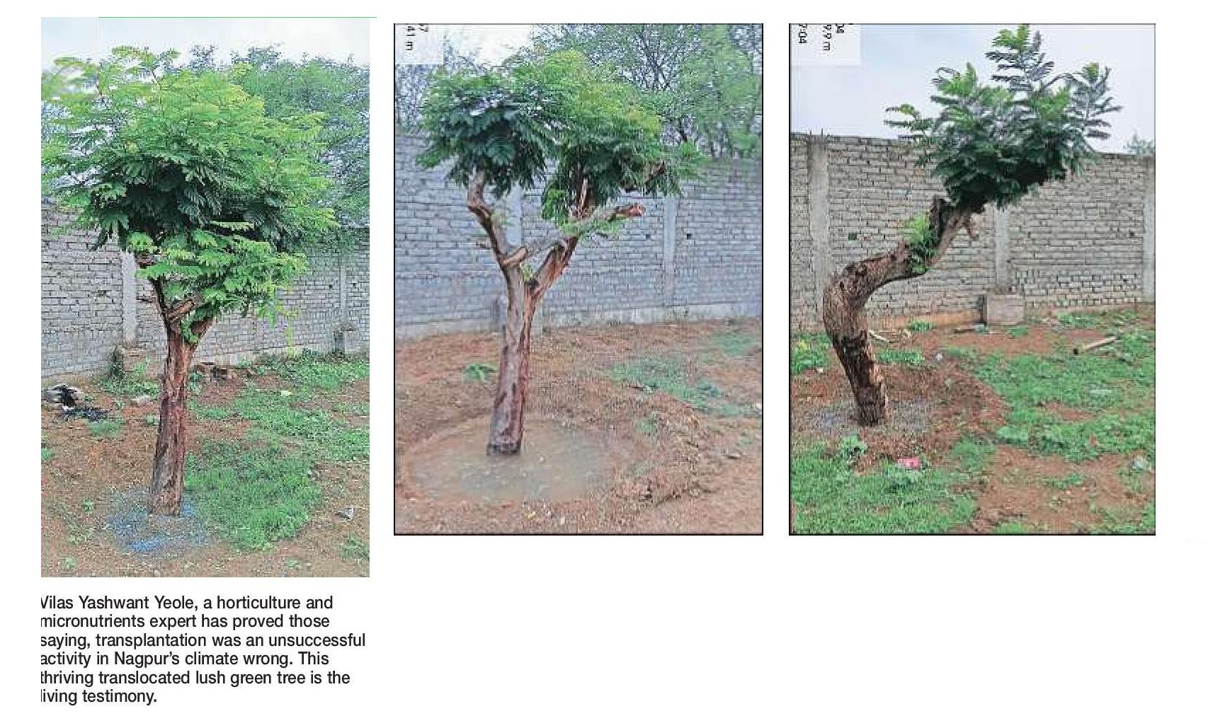 Expert breathes new life into 16 