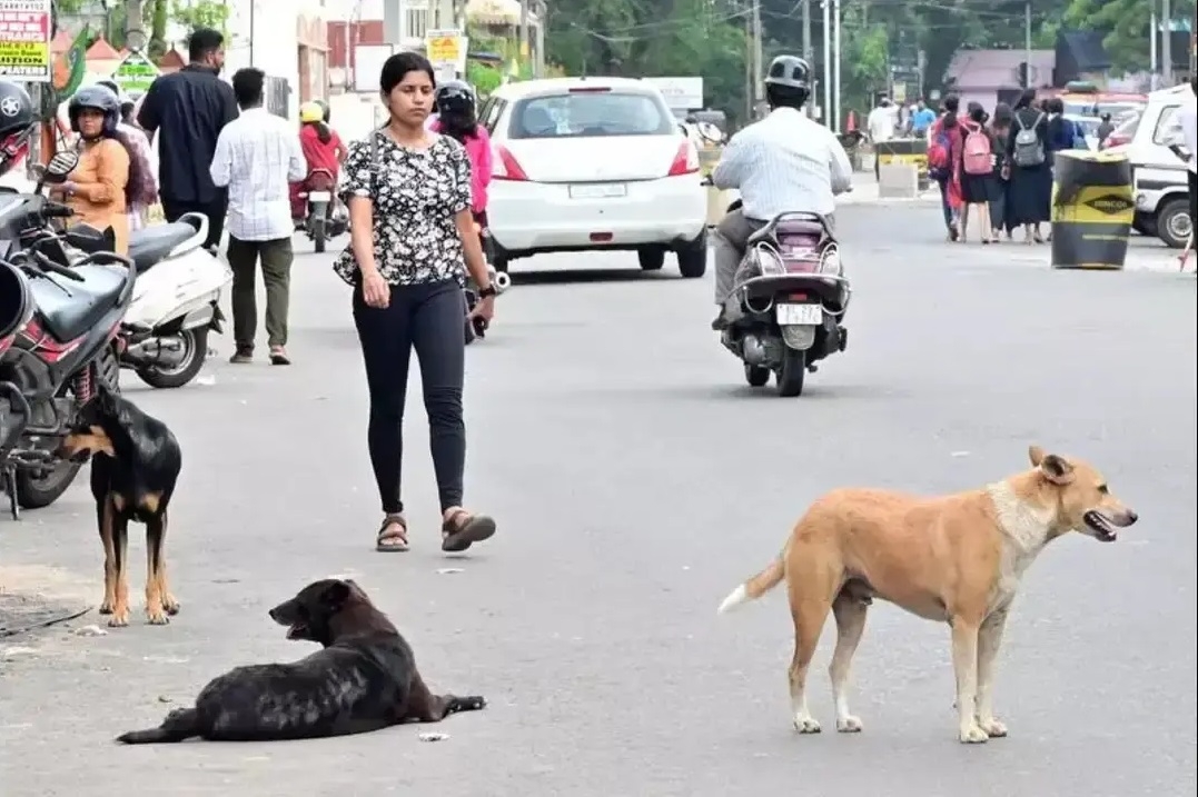 Ktaka reports over dog bite cases
