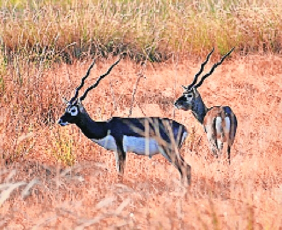 Hoofed mammal population depleting in TATR NTCA