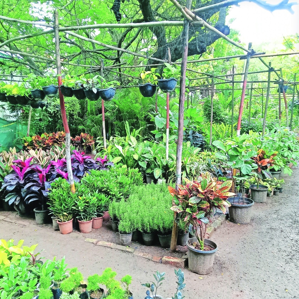 Plant nurseries see strong demand for new varieties this season