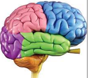 Visualisation& Brain Cells