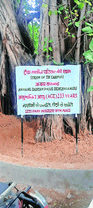 Motibag’s ‘Amazing Banyan