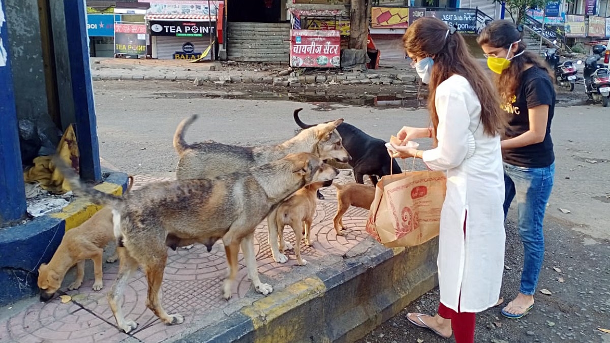Remove stray dogs from streets SC