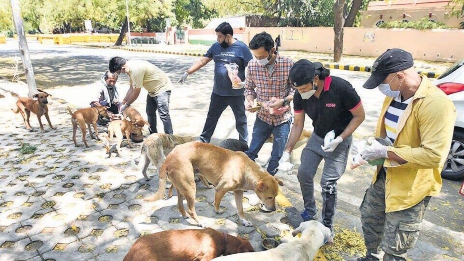 hear str hear stray dog case today