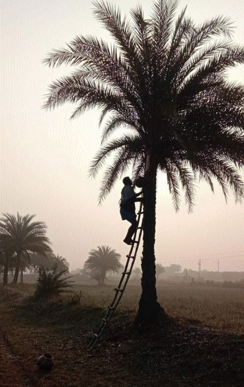  Chhind trees as Sulfi dries 