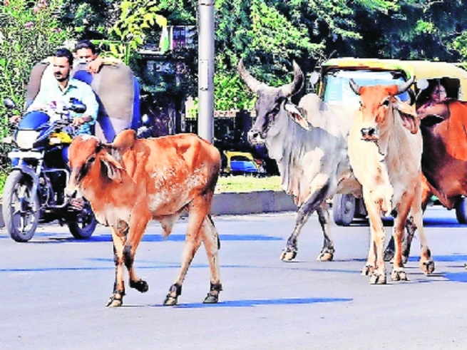 Pregnant cow killed due to negligence