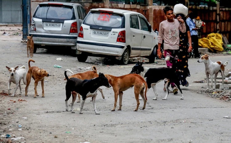 Each dog should have tag with owner’s details Police