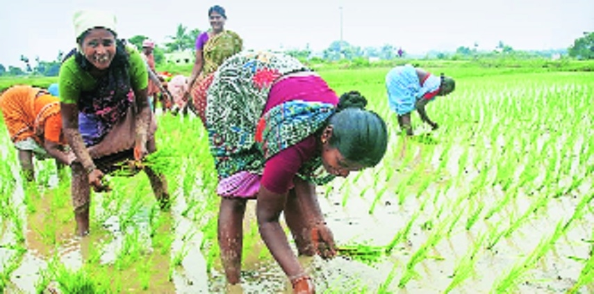 Shift towards cotton impacts soybean sowing this Kharif season