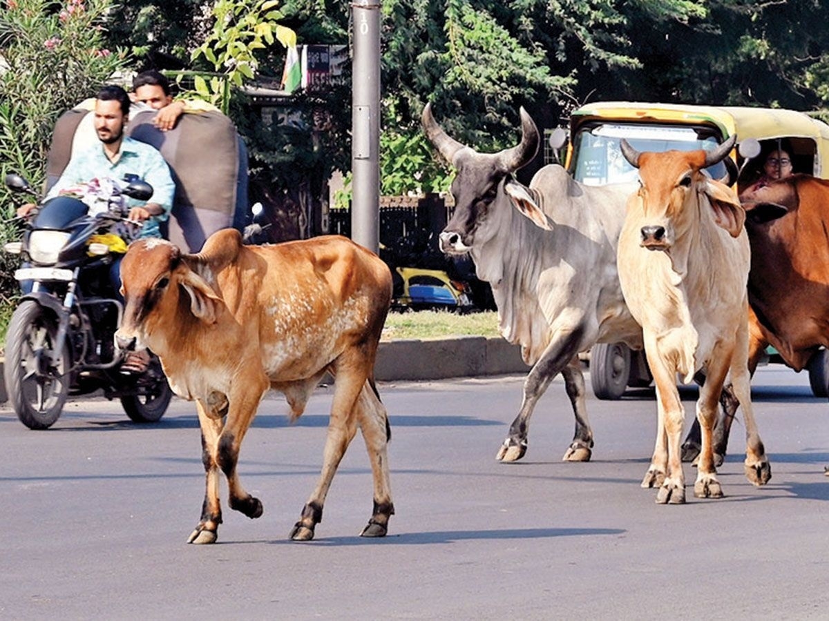 tackle stray cattle menace