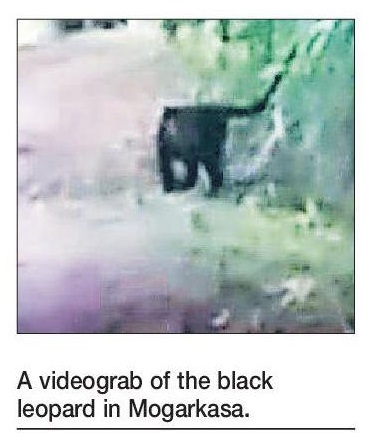 Rare black leopard sighted in Mogarkasa