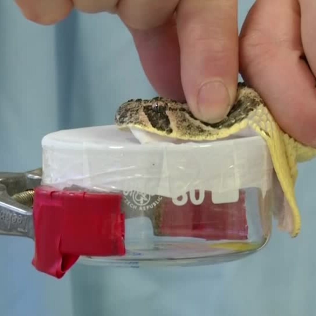 India unveils Go Venom Worlds first