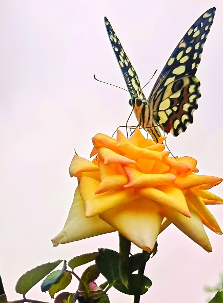 Two beauties in a frame Maria Gomes shares a picture clicked by her
