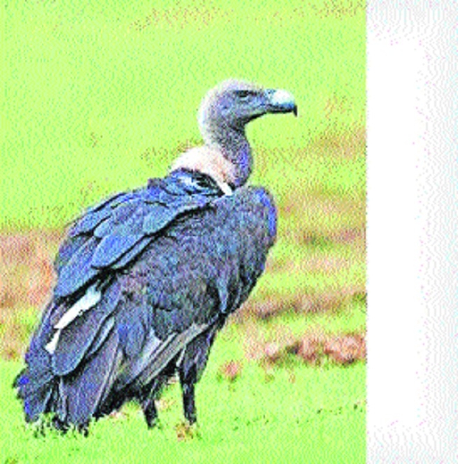 PTRs two captive long-billed 