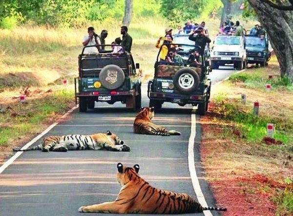 Tiger safari in TATR costlier from Oct 1