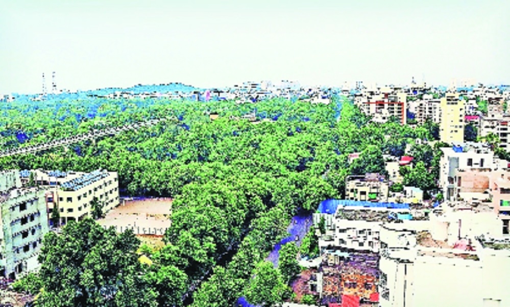 Tree census delayed to take 