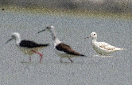A colour-aberrant Black-winged Stilt along with normal plumaged ones