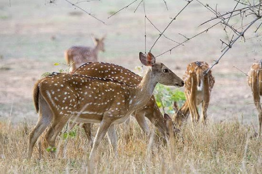 700 herbivores to be shifted from 