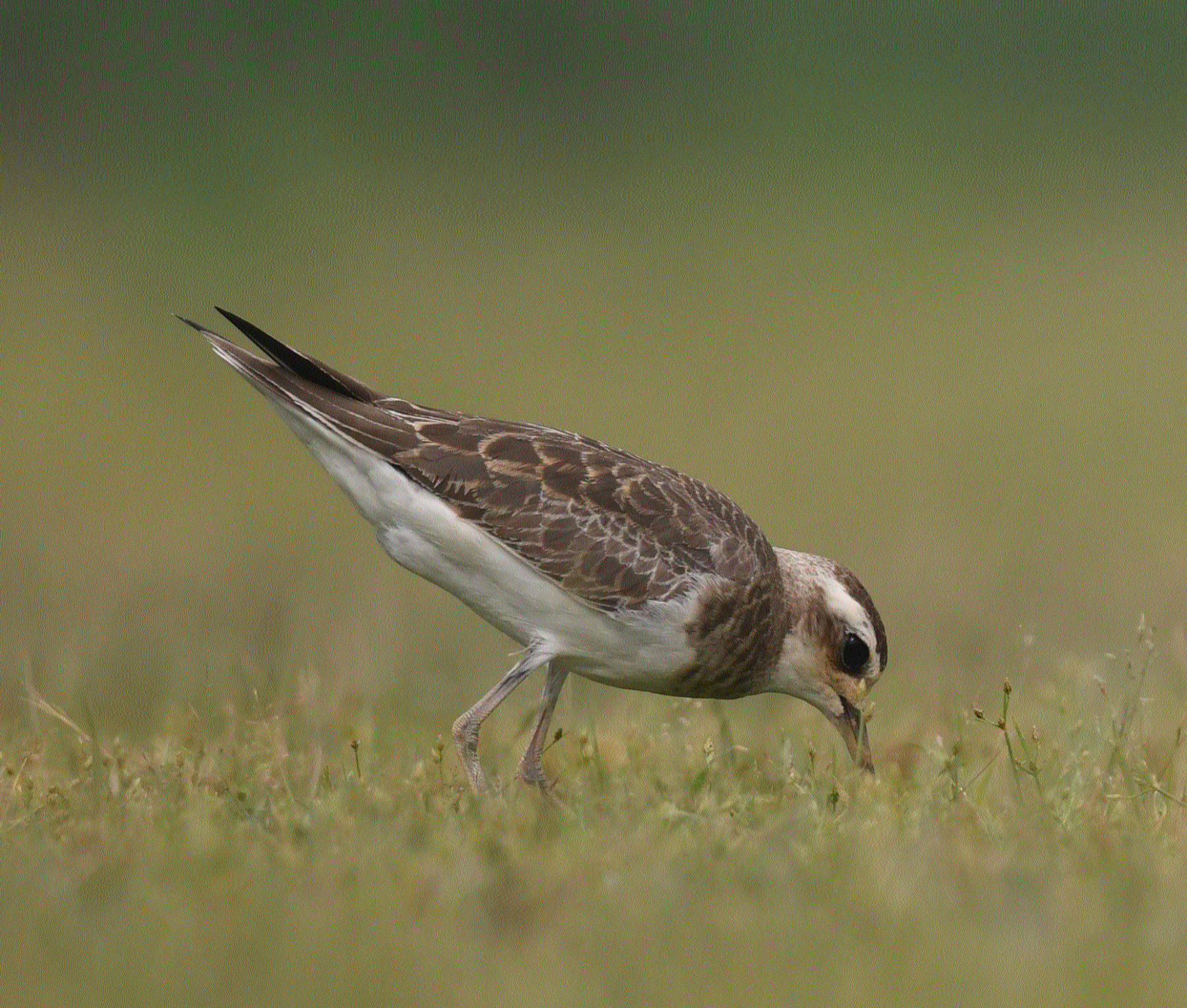Rare Caspian Plover