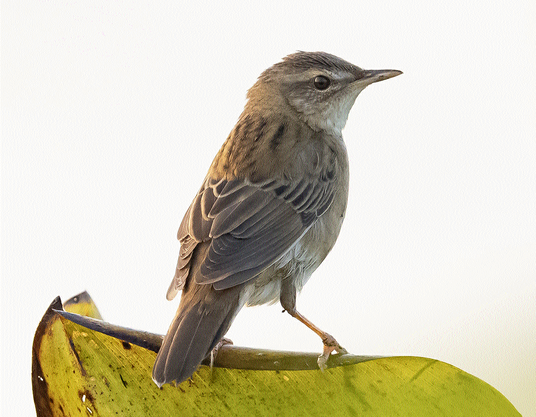 Pallas’ Grasshopper