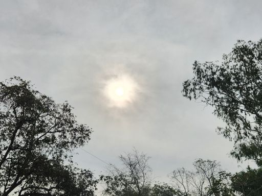 Bhopal shivers amid dense fog