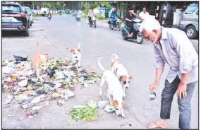 Street dog feeding in public places continues 