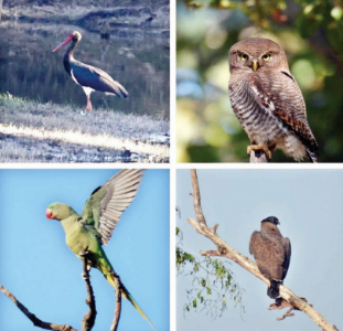 ‘Bird Survey 2026’ records over 200 species