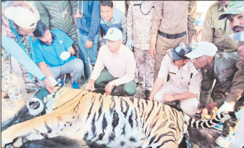 Tiger relocated from Kanha to Nauradehi Tiger Reserve
