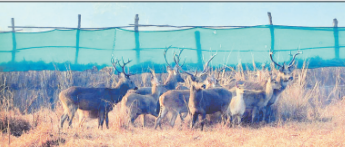 12 Barasingha transported from Kanha to Satpura Tiger Reserve